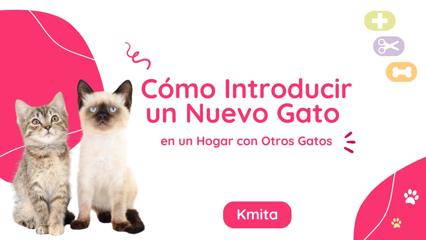 Cómo Introducir Un Nuevo Gato En Un Hogar Con Otros Gatos 9508