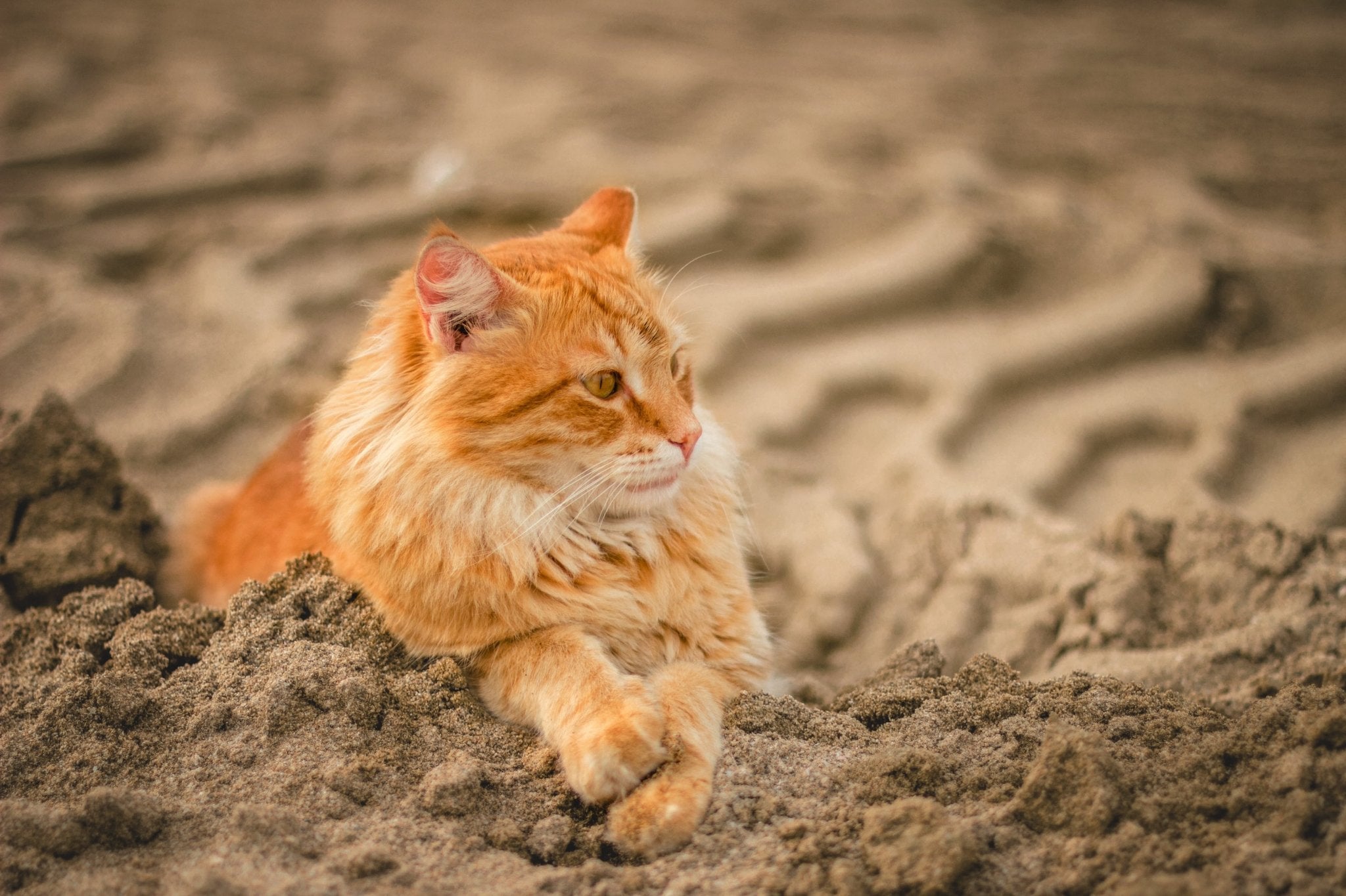 Por qué la arena de gatos tradicional puede ser perjudicial para tu g