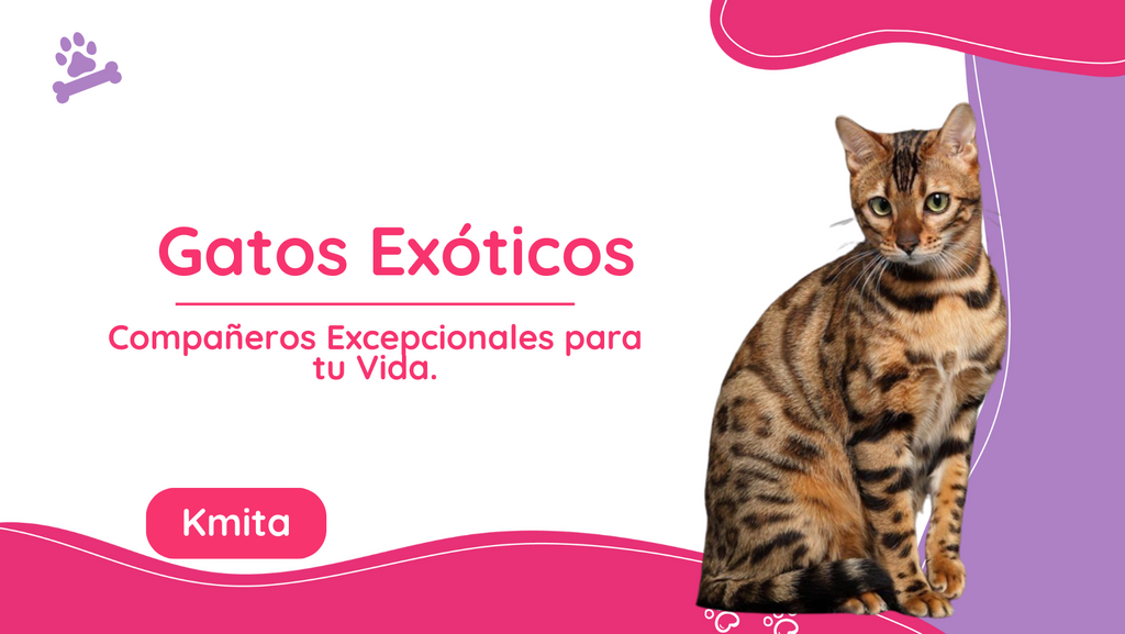 Gatos Exóticos: Compañeros Excepcionales para tu Vida.