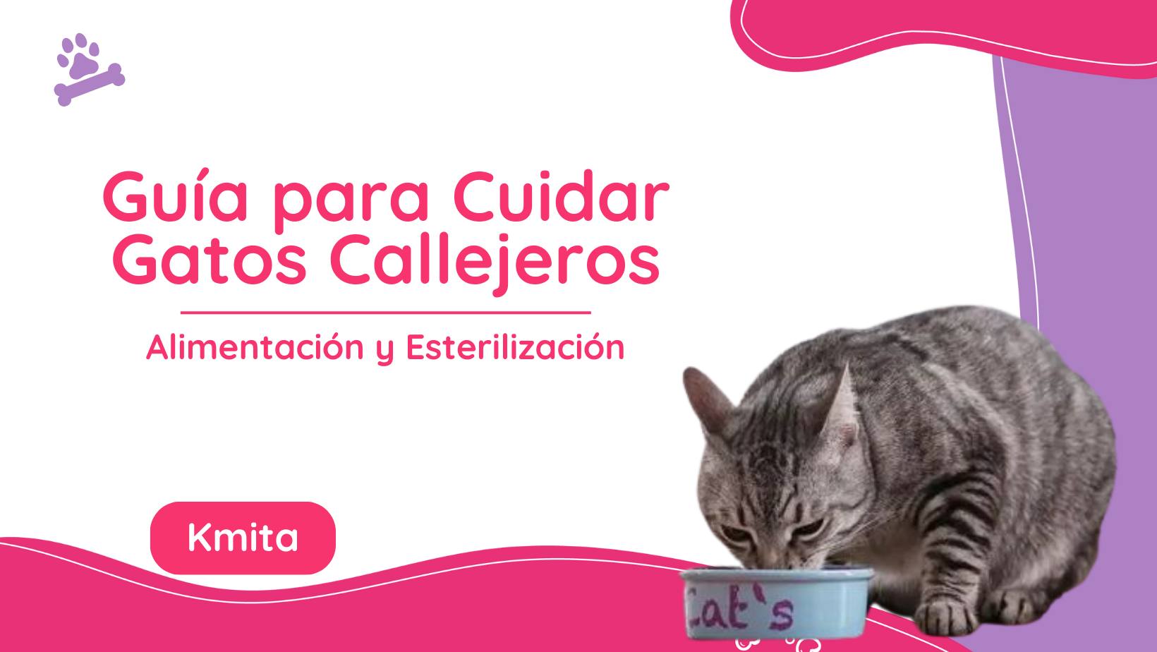 Guía para Cuidar Gatos Callejeros: Alimentación y Esterilización