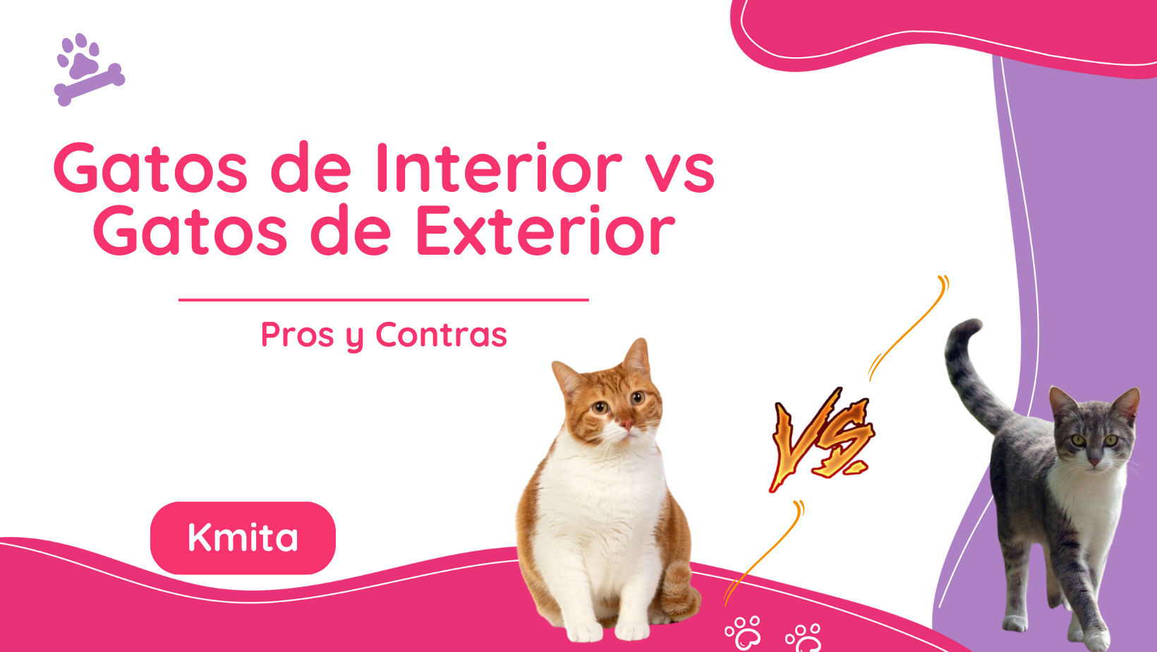 Gatos de Interior vs Gatos de Exterior: Pros y Contras
