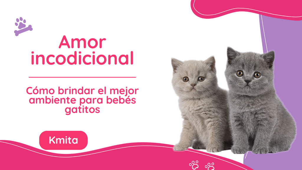 Cómo brindar el mejor ambiente para bebés gatitos