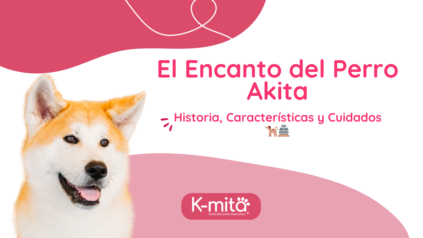 El Encanto del Perro Akita: Historia, Características y Cuidados 🐕🏯