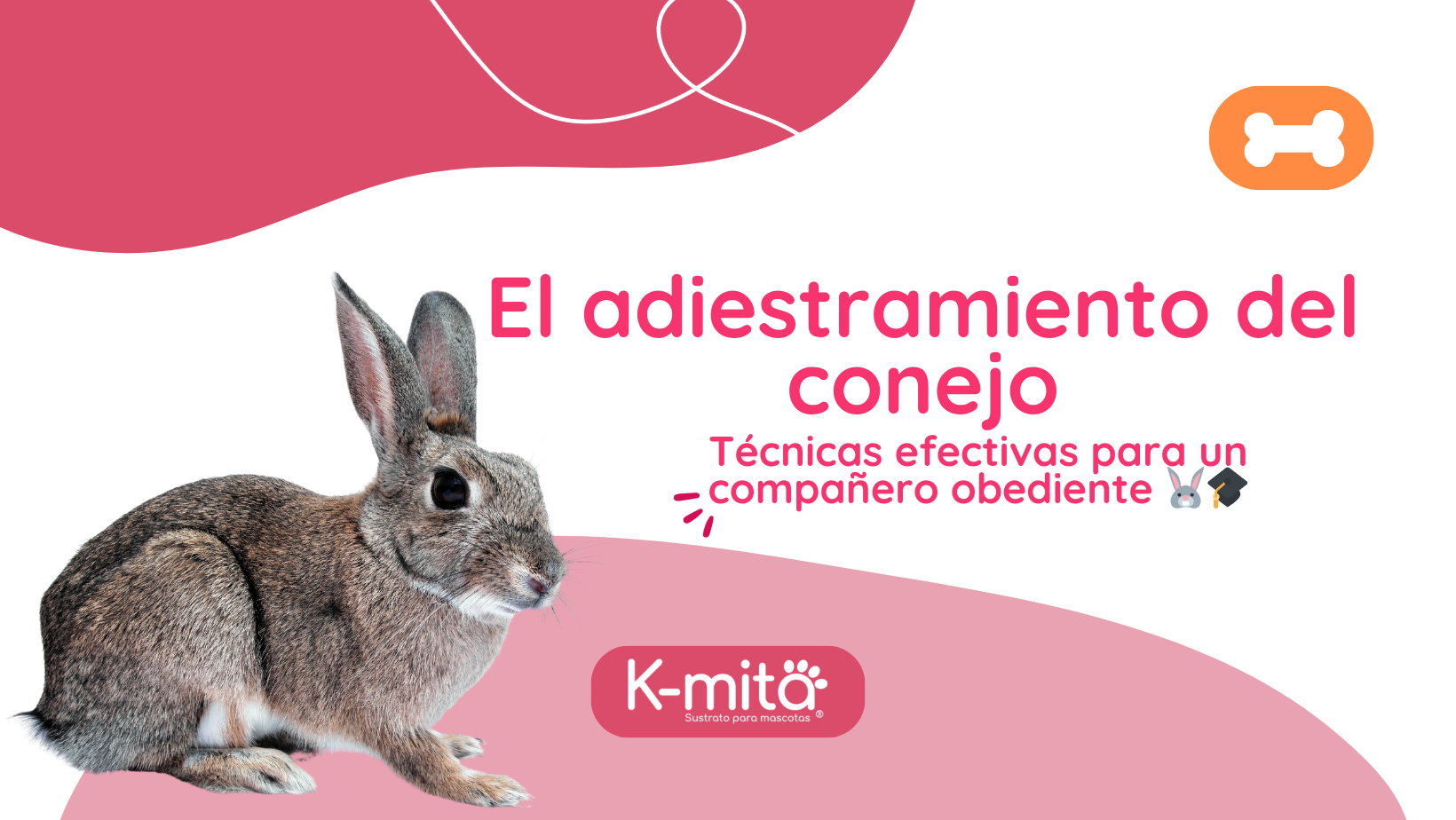 El adiestramiento del conejo: técnicas efectivas para un compañero obediente 🐰🎓