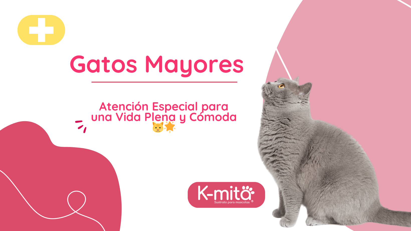 Gatos Mayores: Atención Especial para una Vida Plena y Cómoda 🐱🌟