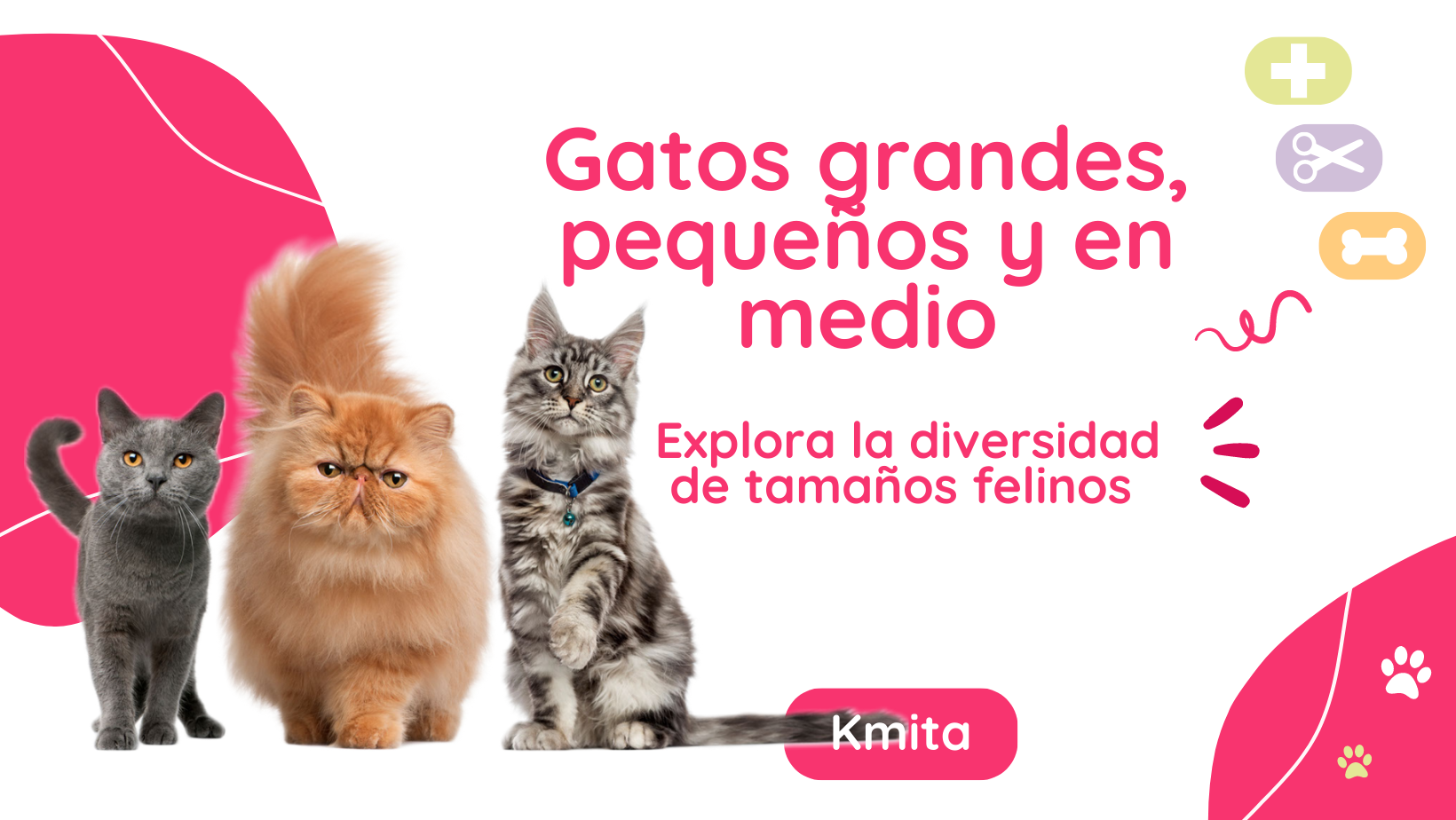 Gatos grandes, pequeños y en medio: Explora la diversidad de tamaños felinos