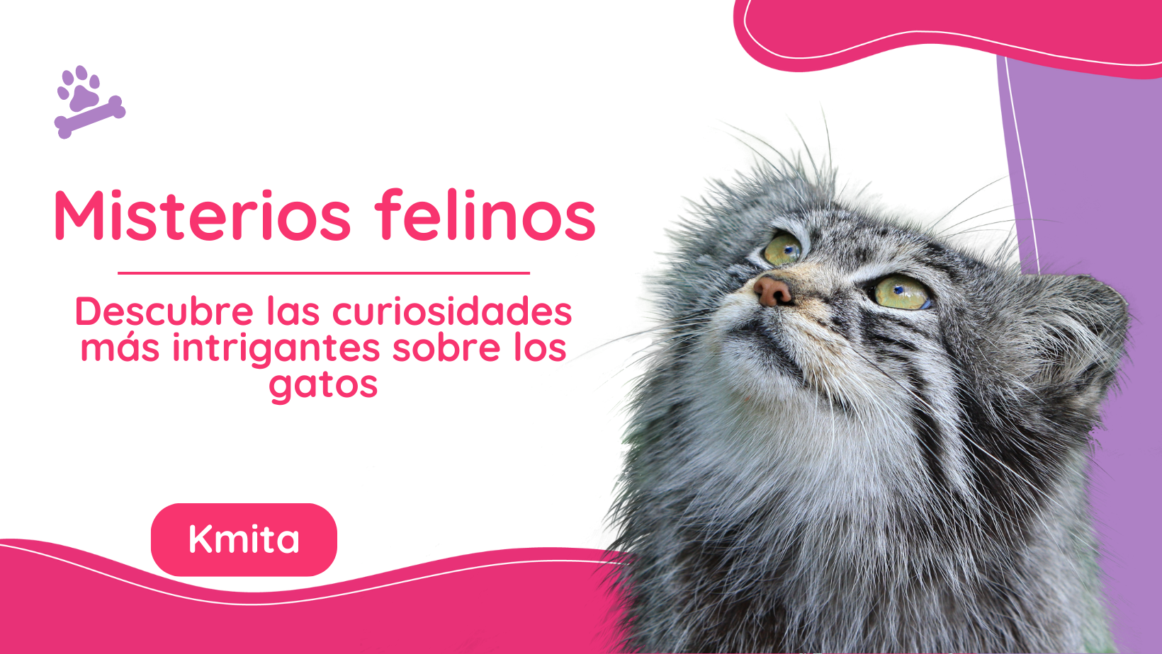 Misterios felinos: descubre las curiosidades más intrigantes sobre los gatos
