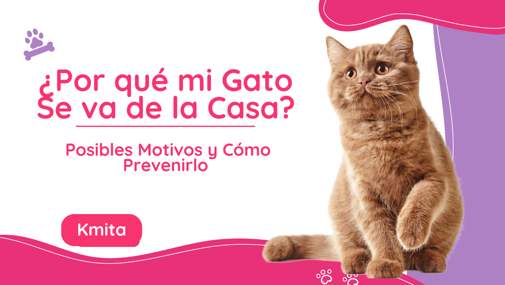 ¿Por qué mi Gato Se va de la Casa?