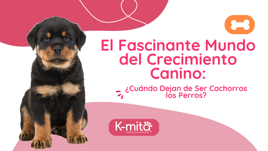 El Fascinante Mundo del Crecimiento Canino: ¿Cuándo Dejan de Ser Cachorros los Perros?