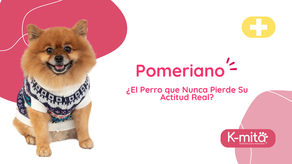 Pomeriano: ¿El Perro que Nunca Pierde Su Actitud Real?