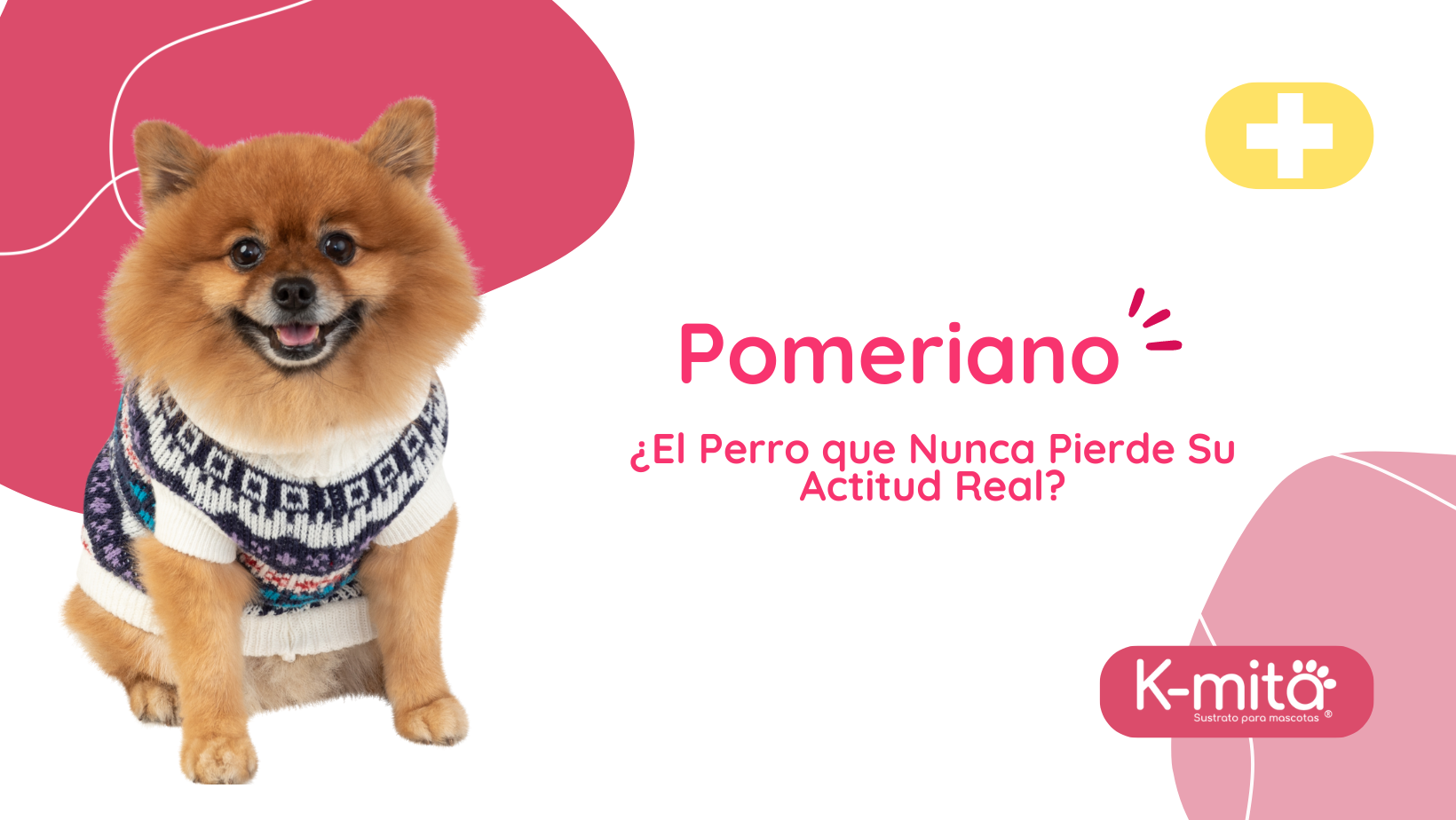Googie Perro Pomeriano: ¿El Perro que Nunca Pierde Su Actitud Real?