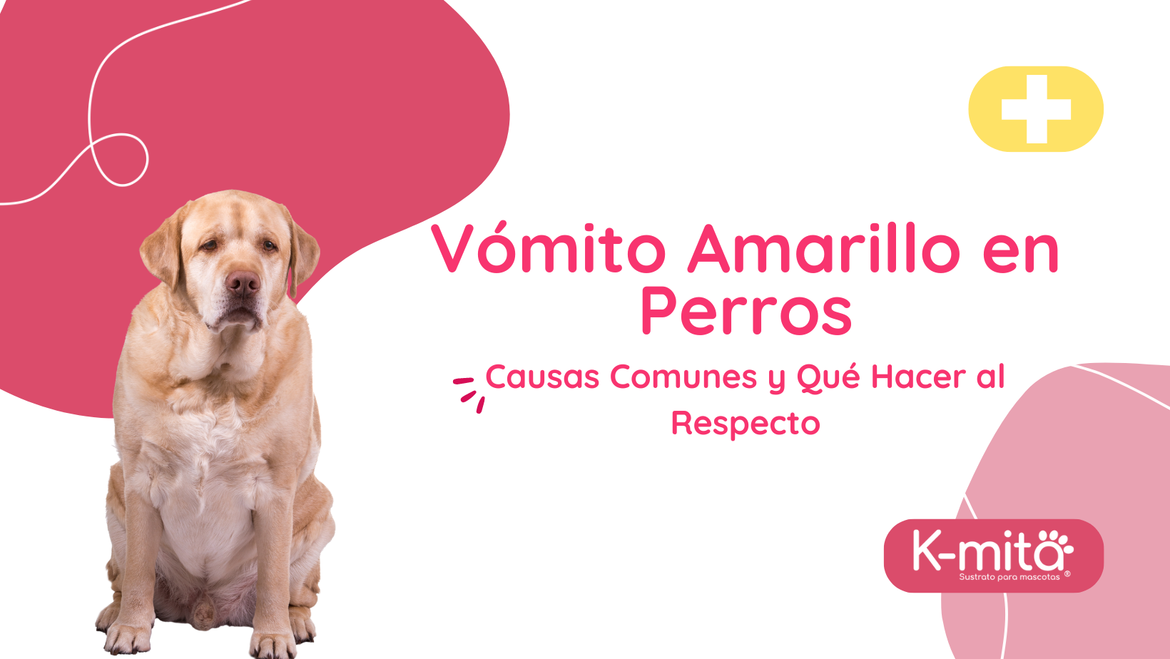 Vómito Amarillo en Perros: Causas Comunes y Qué Hacer al Respecto🐶💛