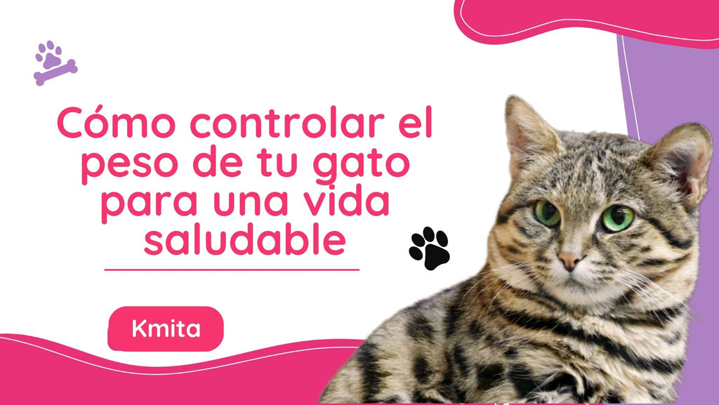 Cómo controlar el peso de tu gato para una vida saludable 