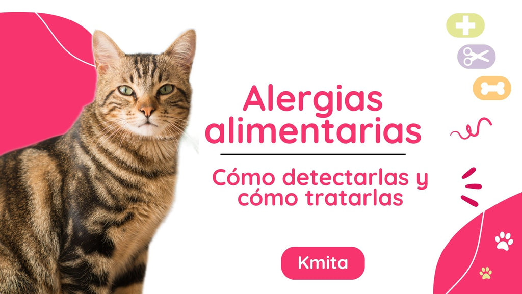 Cómo detectar alergias alimentarias en tu gato y cómo tratarlas 