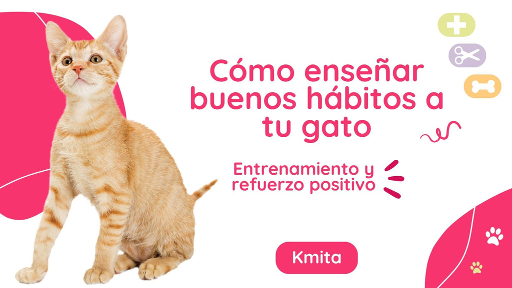 ¿Cómo enseñar buenos hábitos a tu gato: Entrenamiento y refuerzo positivo