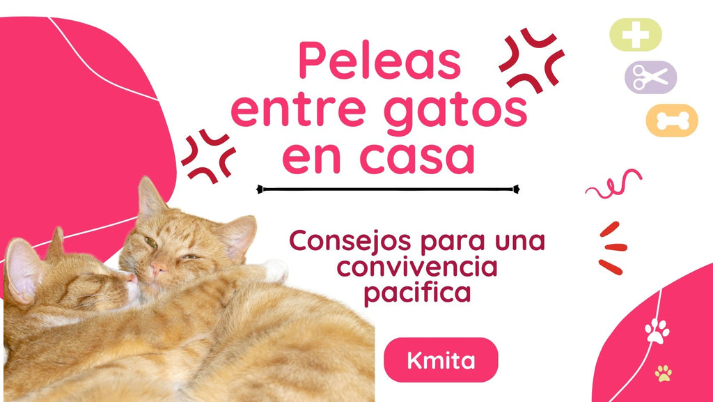 ¿Cómo evitar peleas entre gatos en casa? Consejos para una convivencia pacífica