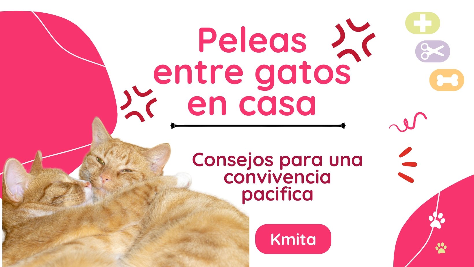 ¿Cómo evitar peleas entre gatos en casa? Consejos para una convivencia pacífica - k-mita