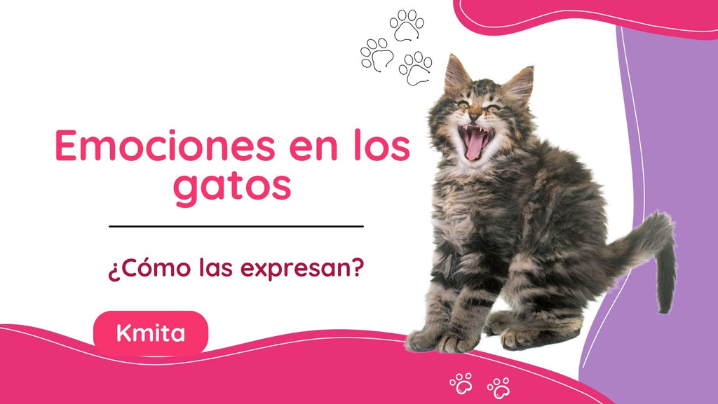 ¿Cómo expresan sus emociones los gatos?