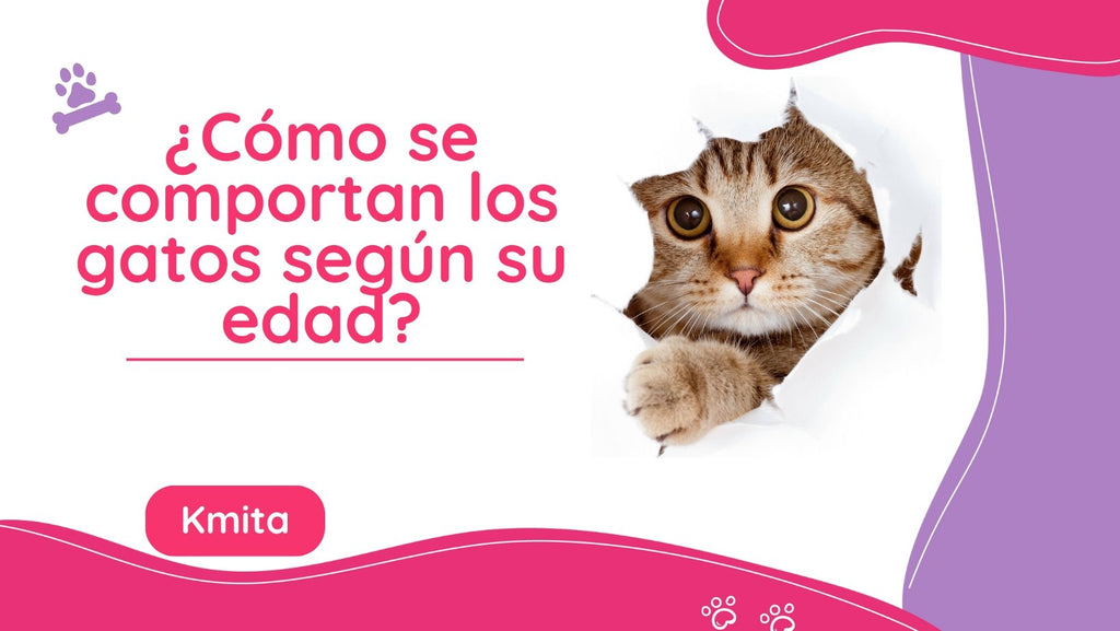 Comportamiento felino: Una guía para entender cómo cambia el comportamiento de los gatos según su edad