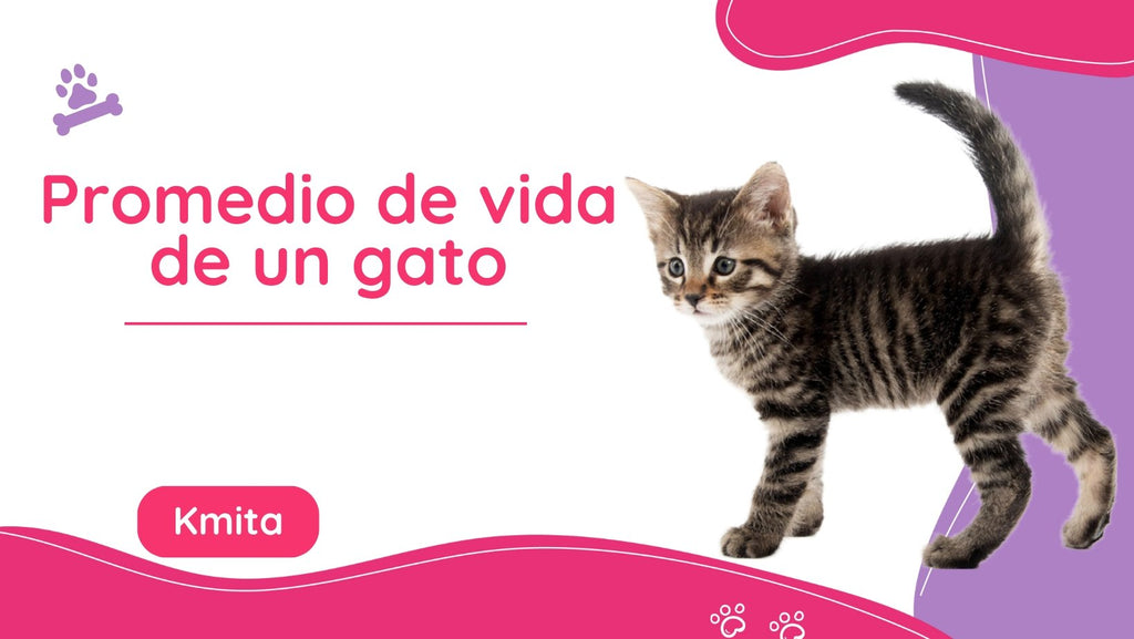 ¿Cuál es el promedio de vida de un gato?