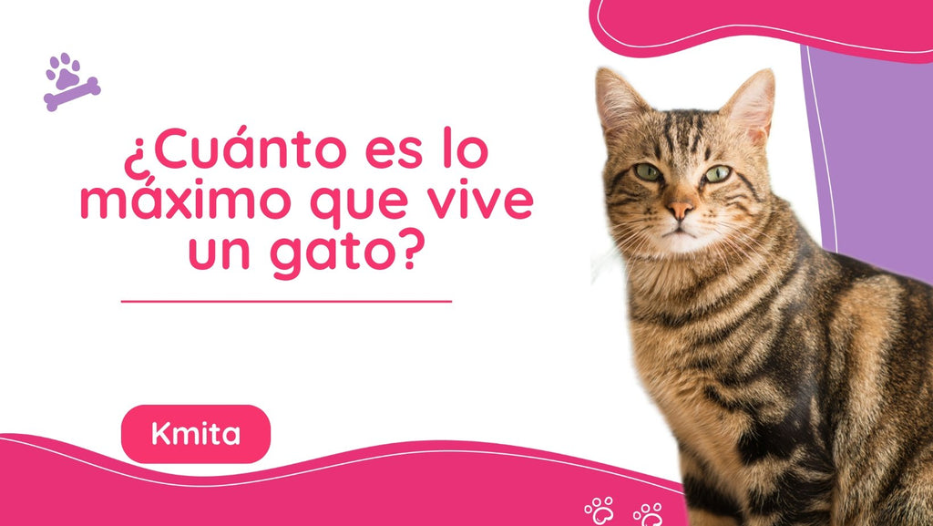 ¿Cuánto es lo máximo que vive un gato?