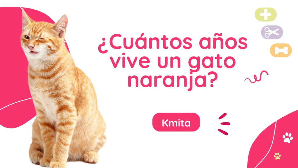 ¿Cuántos años vive un gato naranja? 