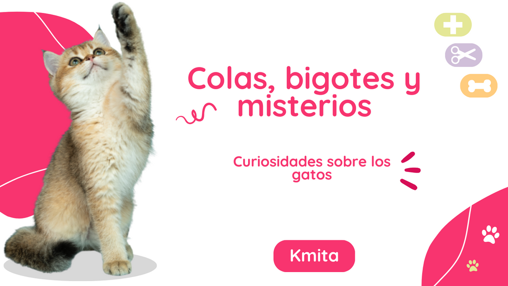 Curiosidades sobre los gatos - Colas, Bigotes y Misterios