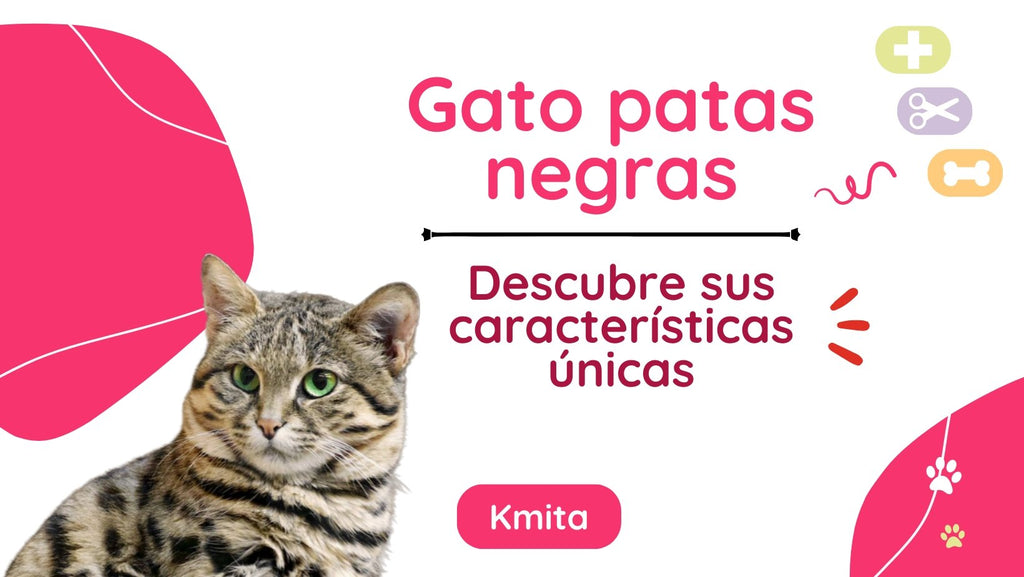 Descubre las características únicas del gato de patas negras 