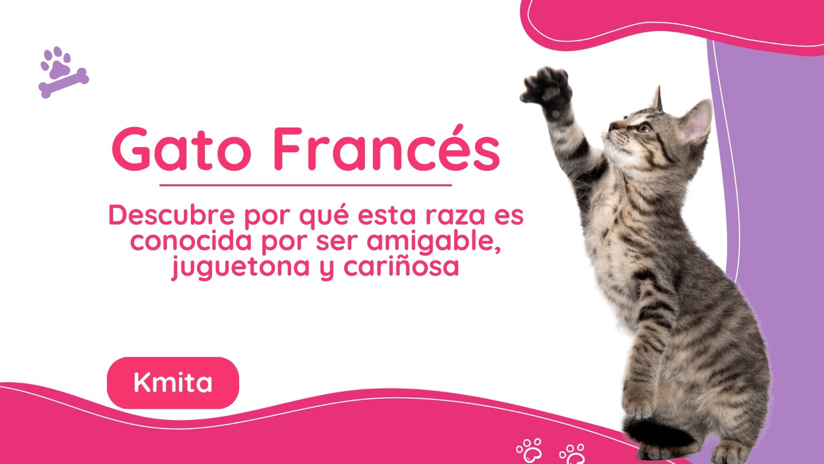 El gato francés y su comportamiento: descubre por qué esta raza es conocida por ser amigable, juguetona y cariñosa - k-mita