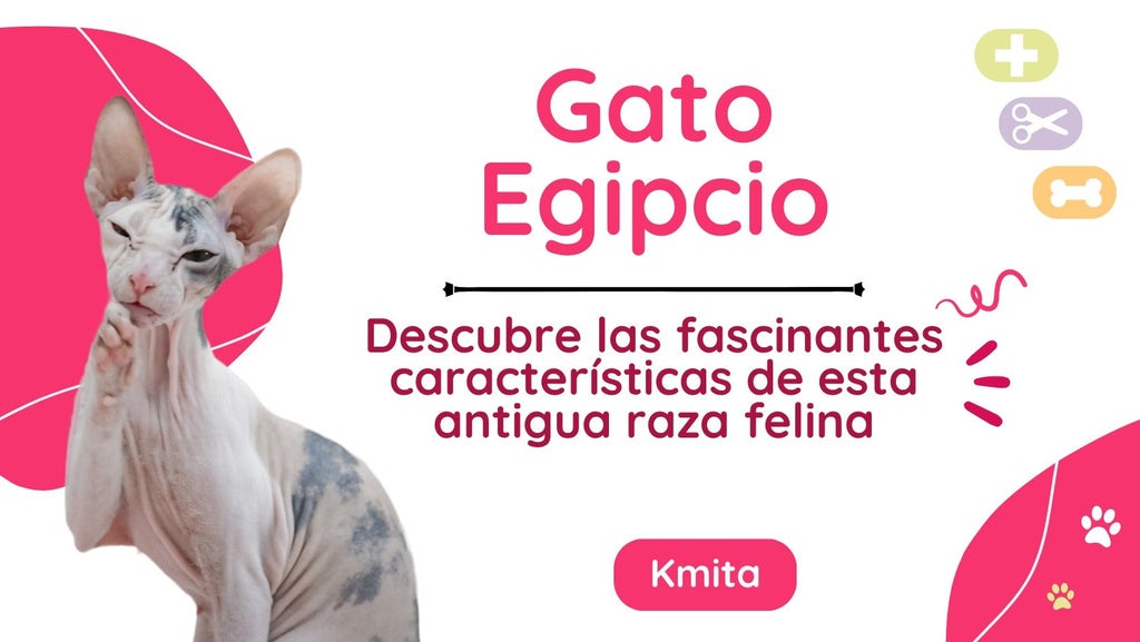 Gato egipcio: descubre las fascinantes características de esta antigua raza felina