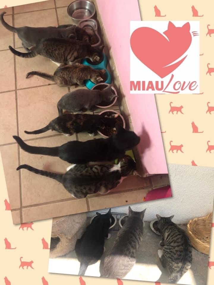 ¡La historia de los rescatistas de MIAU LOVE ENSENADA! ❤️ - k-mita