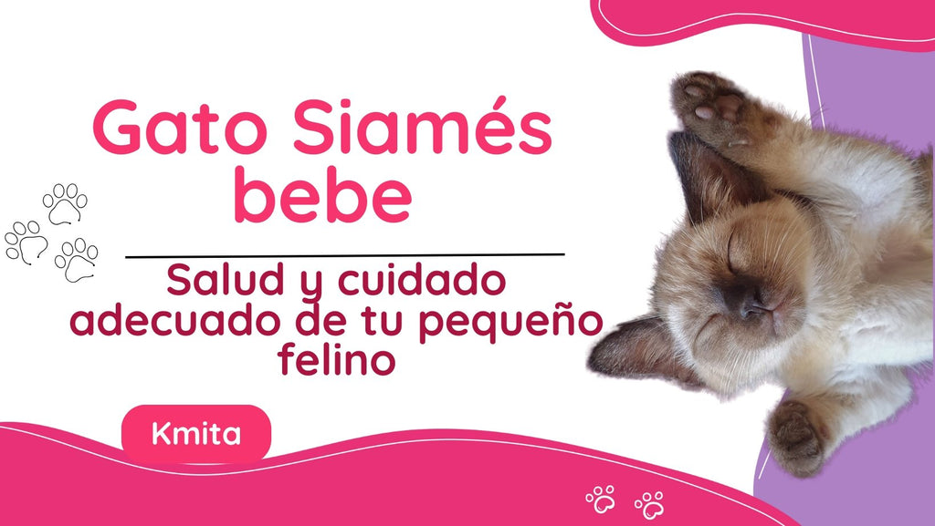 La salud de un gato siamés bebé: todo lo que debes saber para cuidar adecuadamente a tu pequeño felino de ojos azules