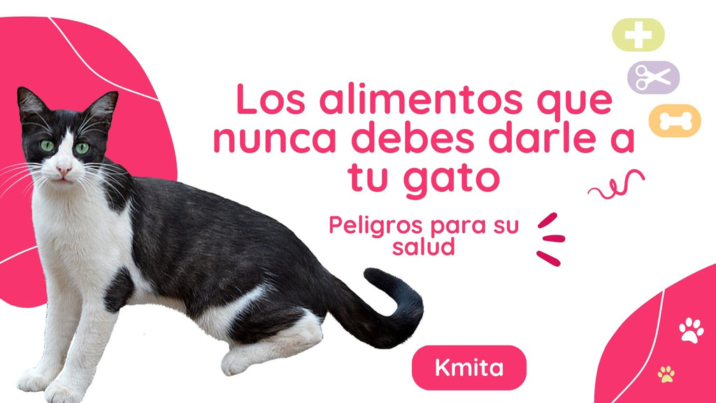 Los alimentos que nunca debes darle a tu gato: Peligros para su salud