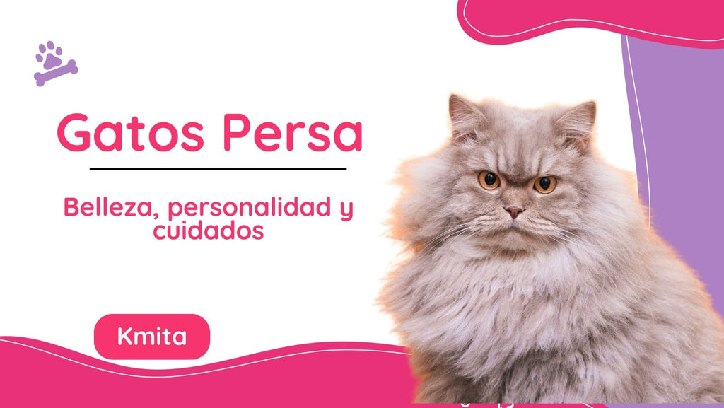 Los gatos persas: Belleza, personalidad y cuidados de una de las razas más queridas del mundo felino