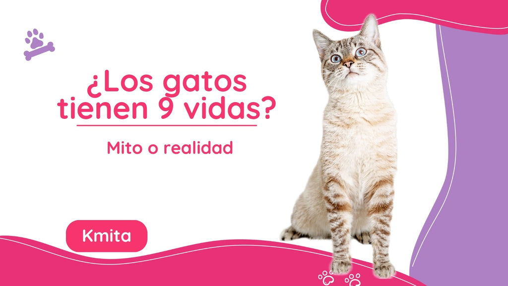  Los gatos tienen 9 vidas: Mito o realidad  