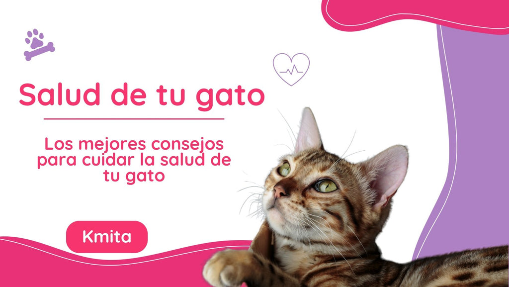 Los mejores consejos para cuidar la salud de tu gato 