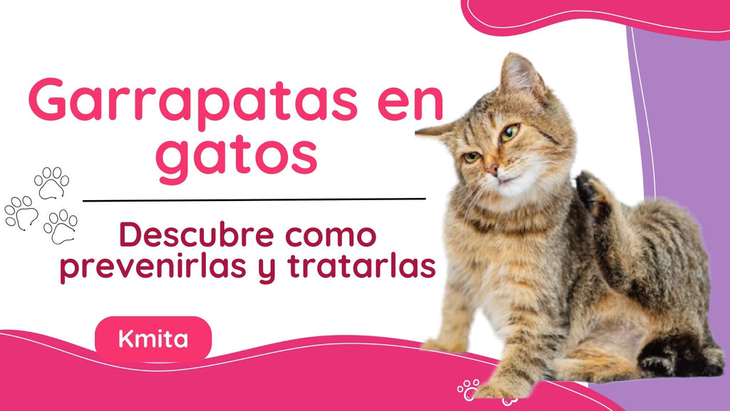 Prevención y tratamiento de las garrapatas en gatos