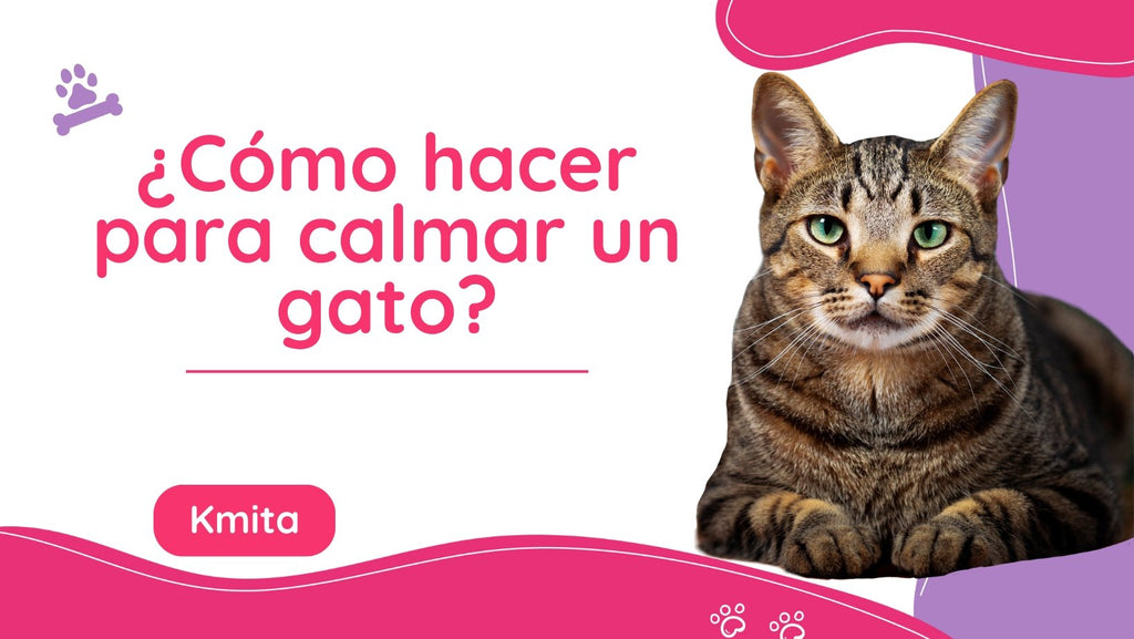 ¿Qué hacer para calmar a un gato (que está enojado, asustado, temeroso, hiperactivo) ?