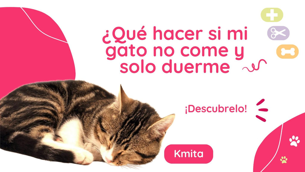 ¿Qué hacer si mi gato no come y solo duerme? 